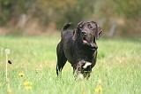 FILA BRASILEIRO 078